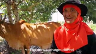 #เลี้ยงวัวจนได่เฮ็ดเฮือนกับ คำบอกเล่่าของอ้ายเด่น อ.บ้านไผ่ จ.ขอนแก่น |cow|brahman|ช่องชัดเจน |