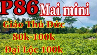 Mai vàng chơi tết p86 | 0359722498 Tiến | Mai Giảo Thủ Đức đại lộc đồng giá 100k bao ship 5 cây