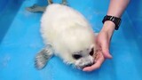 The 21-day-old baby seal choked on the water for the first time