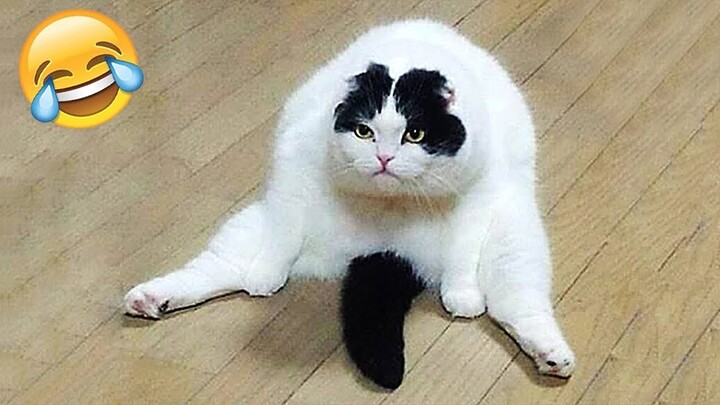 Best Funny Cats & Dogs Videos That Will Make You Laugh All Day Long ππΉ - Bilibili Best Funny Cats & Dogs Videos That Will Make You Laugh All Day Long ππΉ - Bilibili