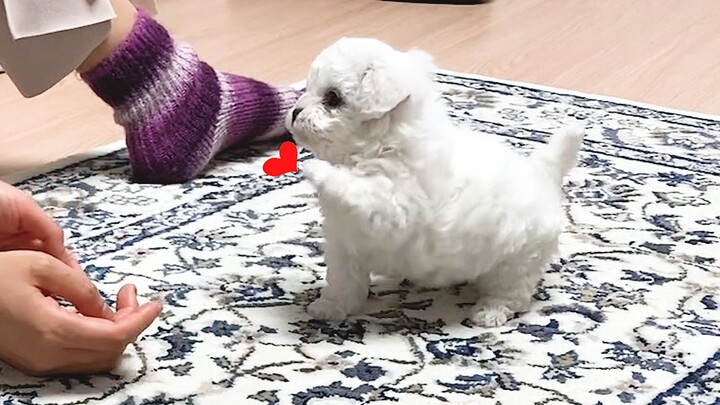 【Animal Circle】Adopted puppy from Korea greets human on its first day.