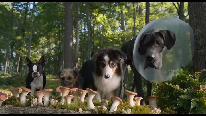 Strays _ too watch full movie:link in descripiton