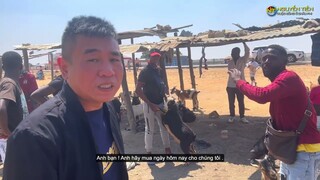 Nguyễn Tiến || Tìm Mua Dê cho Quang Linh Farm Tại Chợ Đầu Mối - Số Lượng Lớn Làm Cả Chợ Náo Loạn