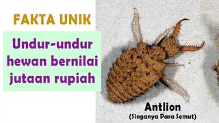 Ternyata bisa untuk obat Ginjal! Fakta undur undur yang jarang diketahui orang - Manfaat Undur-undur