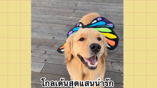 เพื่อนตัวน้อยแสนซน : โกลเด้นสุดแสนน่ารัก