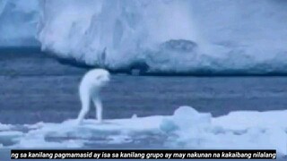 ANONG NILALANG ANG NAKUNAN NILA SA ANTARTICA?