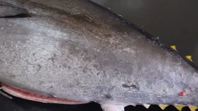 Luxurious Sashimi | Giant BlueFin Tuna Cutting Show %