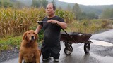 [Hewan]Anjing Liar Pekerja Keras Bekerja untuk Majikannya