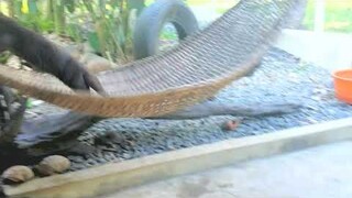 Hyper Otters in hammock while pug dog Cassie looks on. #otters #pug