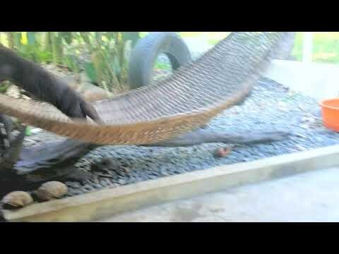 Hyper Otters in hammock while pug dog Cassie looks on. #otters #pug