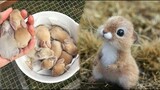 AWW SO CUTE! Cutest baby animals Videos Compilation Cute moment of the Animals - Cutest Animals #53
