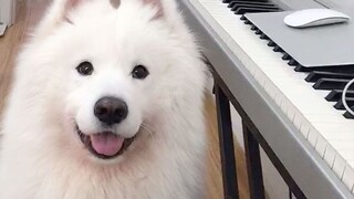 Setelah menonton video ini, apakah Anda masih ingin memelihara Samoyed?