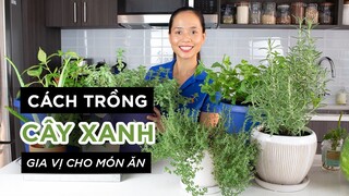 THỰC ĐƠN GIẢM CÂN - CÁCH TRỒNG CÂY XANH THẢO DƯỢC TRONG NHÀ