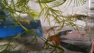 Guppies (chops)