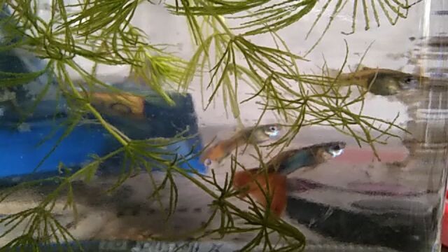 Guppies (chops)