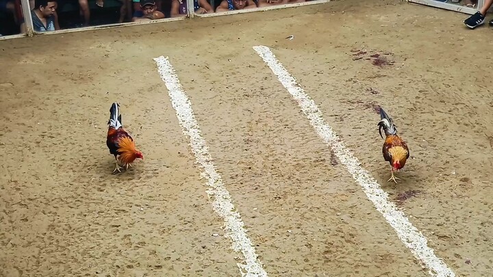 2cock derby 2nd fight win (champion) Using KRDS goldenboy sweater