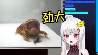 日本辣妹看角蛙vs气步甲 被蛙蛙的应激反应整笑了