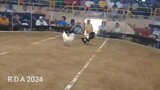 2nd fight (LOSS)                  March 26, 2024 (3 cocks derby)