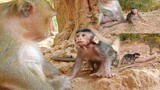 So Adorable Baby Monkey Thona Go To Camera To Visit it, Baby Thona Can Walk So Long Time, Tara 02