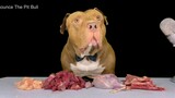 Peliharaan Lucu | Keseharian Anjing Pit Bull