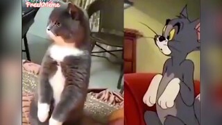 Phiên bản tom and jerry đời thực