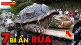 🔥 7 Bí Ẩn Ly Kỳ và Thú Vị về Loài Rùa Mà Chưa Từng Có Ai Nói Cho Bạn Biết | Kính Lúp TV