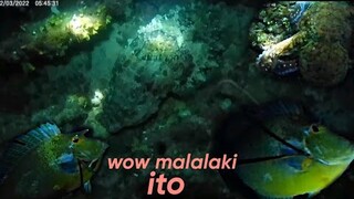 ep106, night spearfishing Philippines, catch and sell na chambahan Ang malalaki,