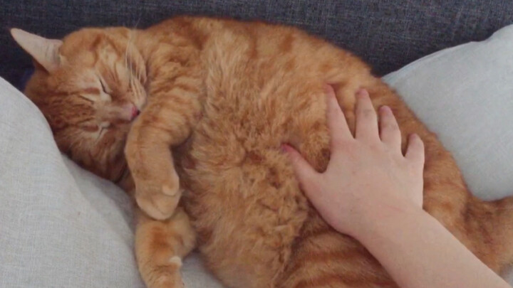 [Fat Orange Cat] Mum is asking to wake up for dinner~~