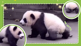 Panda Xiaoxiao learning to walk