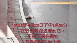 我和我的猫，到此一游