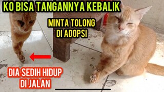 Kucing Jalanan Memohon Untuk Di Tolong Karena Tangannya Kebalik Kok Bisa ?..