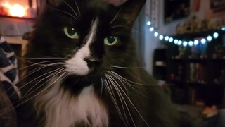 Rocko the Tuxedo Cat making midnight biscuits.