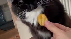 A Micin