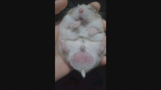 [Hamster] Jangan lihat aku yang sedang makan!