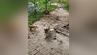 Về cho ba đi chợ nào...yeucho yeuchomeo cún cúncon chó chómèo chócon chó_cưng chókhôn yeuchomeo cưng chócute pet dog dogsoftiktok