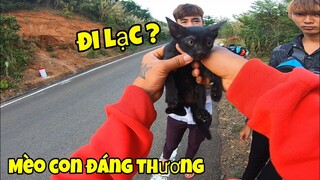 Mèo Con Đáng Thương Đi Lạc Trên Đèo Cao Nguy Hiểm ( PT-Vlog78# )