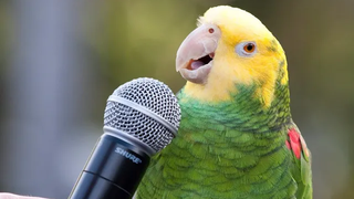 Funniest Parrots 🐦🐦 รวบรวมวิดีโอนกแก้วพูดคุยตลก 2020