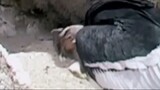 Kondor Andes (Vultur gryphus)