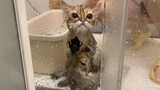 [Animals]Cats taking shower