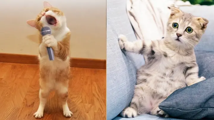 Funniest Animals - Try Not To Laugh Watching Funny Animals Vines Compilation - Bilibili Funniest Animals - Try Not To Laugh Watching Funny Animals Vines Compilation - Bilibili