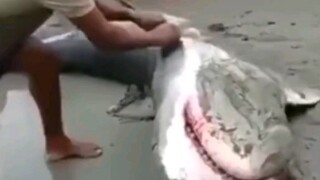 Saving stranded sharks