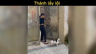 Thánh lầy lội nhất xứ trung