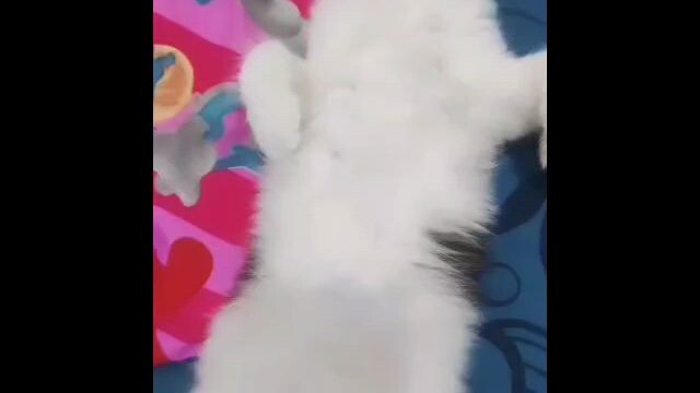 kucing lucu, moci