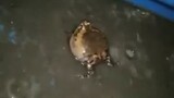 certified frog moment
