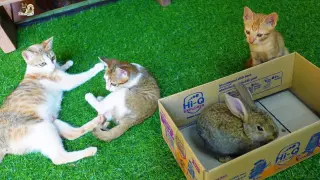 Cat family happiness a reunion with rabbits