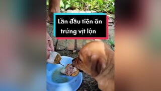 Lần đầu tiên e Chuối ăn trứng vịt lộn. Háu ko chịu đc. Cả nhà yêu Chuối nhiều tim e đi ạ. cunyeucuadua chó chốcn chókhôn chócute trungvitlon