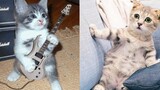 Baby Cats - รวมวิดีโอแมวน่ารักและตลก #22 | Aww สัตว์