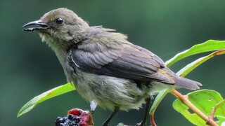 Wild Juvenile SCARLET-BACKED FLOWERPECKER, Singapore