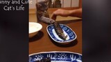 [Động vật]Cuộc sống của chú mèo vui nhộn và dễ thương