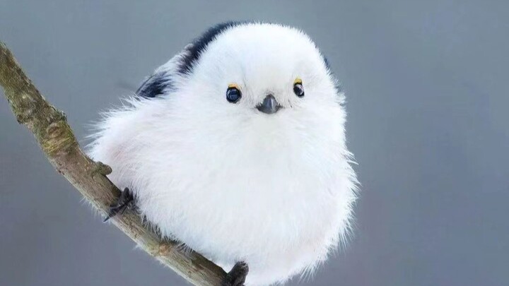 【4K】High-definition photography of long-tailed tits: cute little fat jiu, flying glutinous rice ball